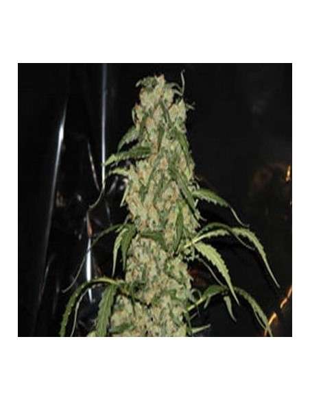 GREEN LABEL - Blue Grape Dream - 1