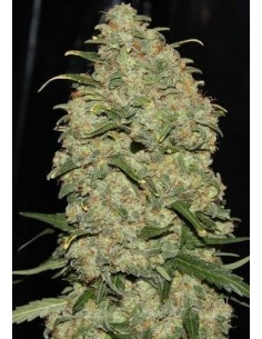 GREEN LABEL - Easy Skunk - 1