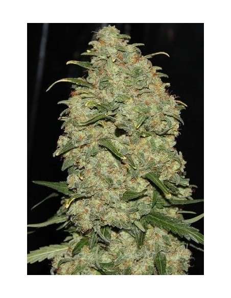 GREEN LABEL - Easy Skunk - 1