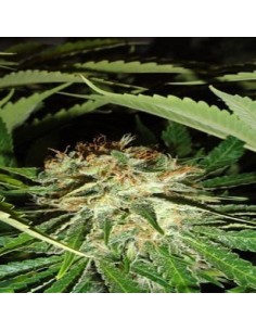 GREEN LABEL - Everest Bud - 1