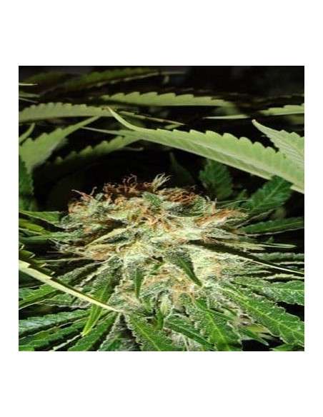 GREEN LABEL - Everest Bud - 1
