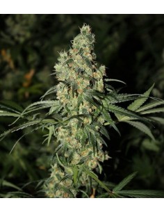 GREEN LABEL - Killer White - 1