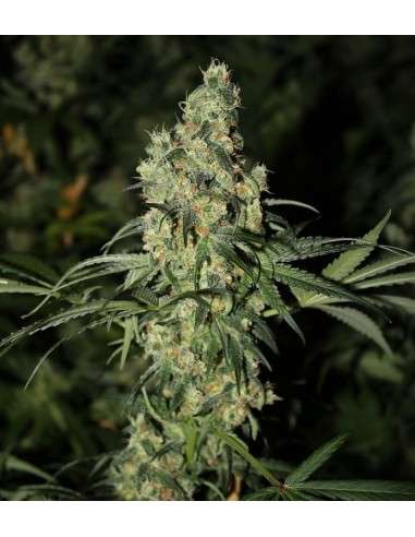 GREEN LABEL - Killer White - 1