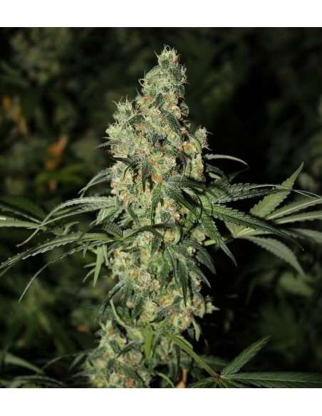 GREEN LABEL - Killer White - 1