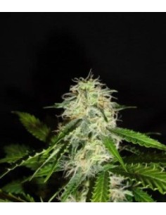 GREEN LABEL - Lemon Bud - 1