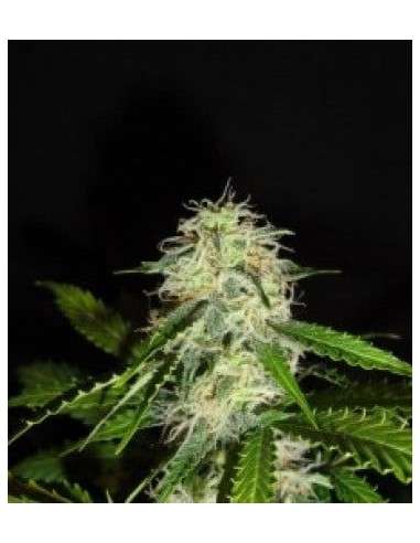 GREEN LABEL - Lemon Bud - 1