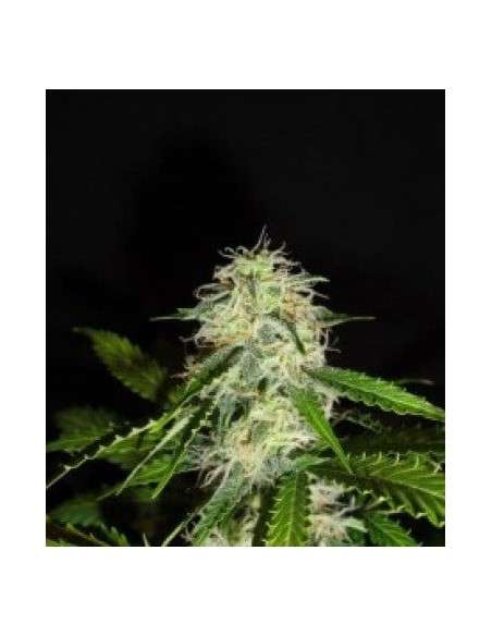 GREEN LABEL - Lemon Bud - 1