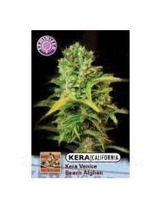 KERA SEEDS - VENICE BEACH AFGHAN - 1