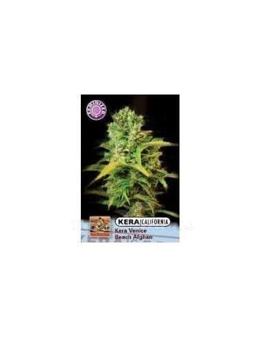 KERA SEEDS - VENICE BEACH AFGHAN - 1
