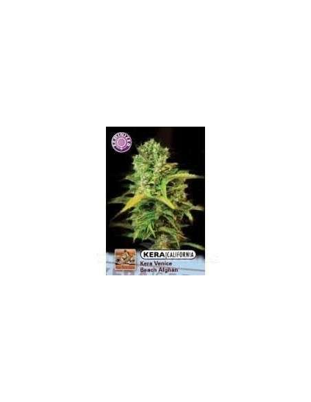 KERA SEEDS - VENICE BEACH AFGHAN - 1