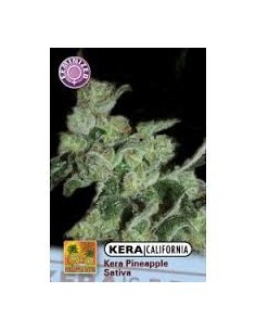 KERA SEEDS - PINEAPPLE SATIVA - 1
