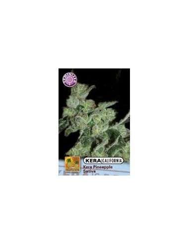 KERA SEEDS - PINEAPPLE SATIVA - 1