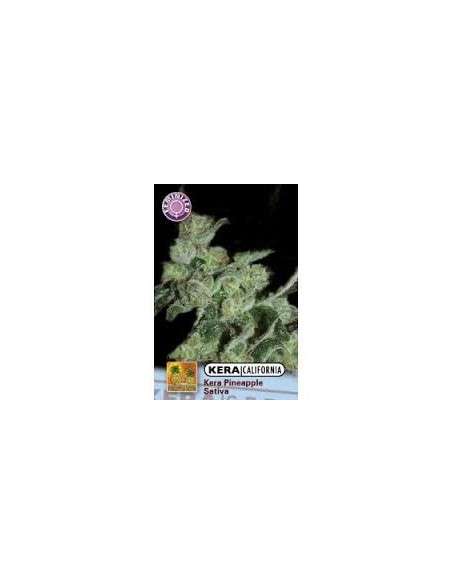 KERA SEEDS - PINEAPPLE SATIVA - 1