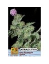 KERA SEEDS - PINEAPPLE SATIVA - 1