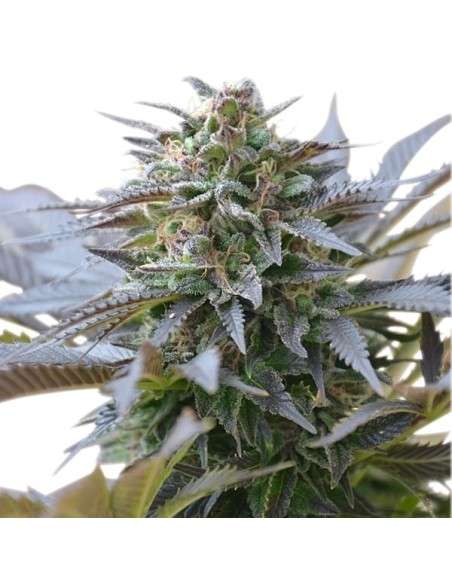 ROYAL QUEEN SEEDS - Blue Mystic - 5