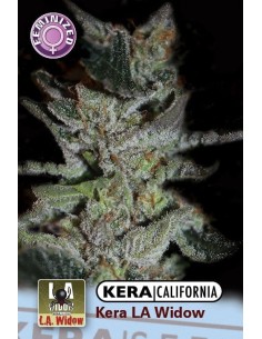 KERA SEEDS - La Widow - 1
