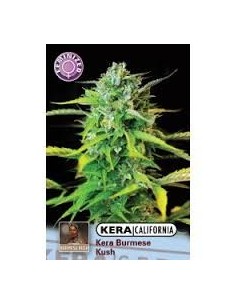 KERA SEEDS - Burmese Kush - 1