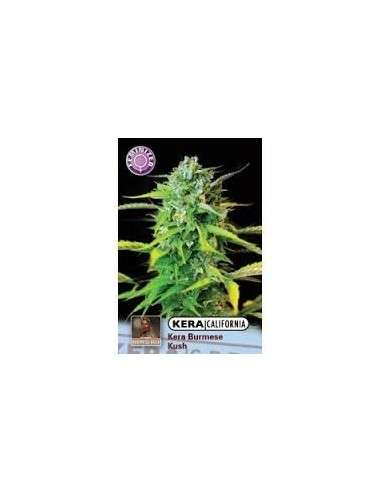KERA SEEDS - Burmese Kush - 1