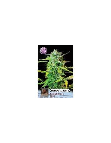 KERA SEEDS - Burmese Kush - 1