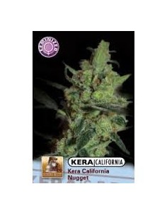 KERA SEEDS - California Nugget - 1