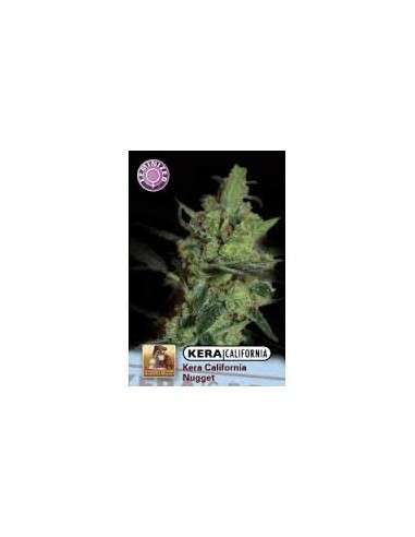 KERA SEEDS - California Nugget - 1
