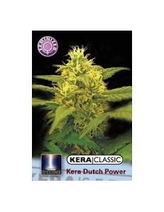 KERA SEEDS - Dutch Power 2.0 - 1