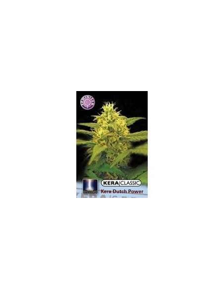 KERA SEEDS - Dutch Power 2.0 - 1