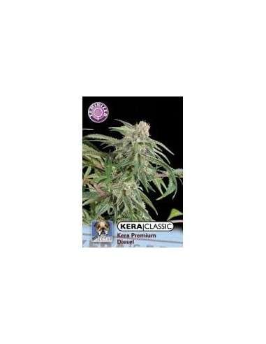 KERA SEEDS - Premium Diesel - 1