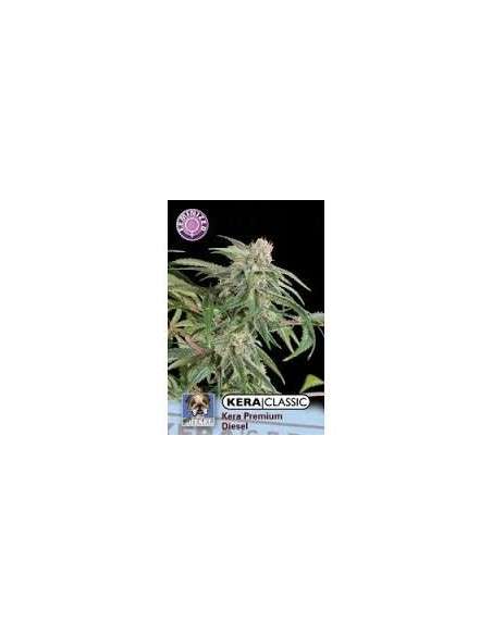 KERA SEEDS - Premium Diesel - 1