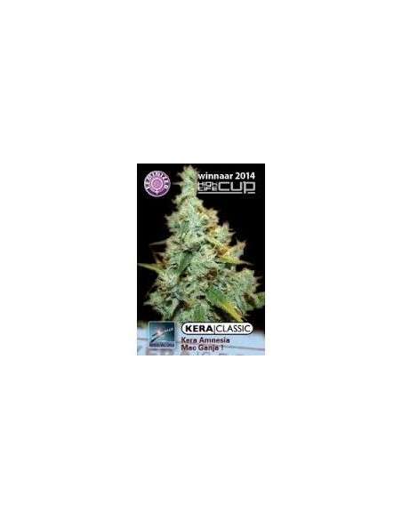 KERA SEEDS - Amnesia Mac Ganja - 1
