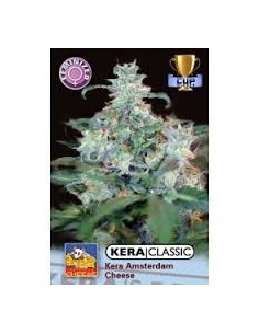 KERA SEEDS - Amsterdam Cheese - 1
