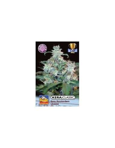 KERA SEEDS - Amsterdam Cheese - 1