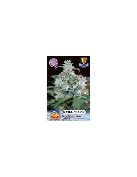 KERA SEEDS - Amsterdam Cheese - 1