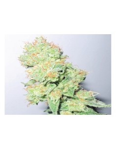 MEDICAL SEEDS - Y Griega CBD - 1