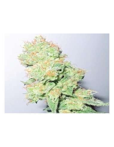 MEDICAL SEEDS - Y Griega CBD - 1