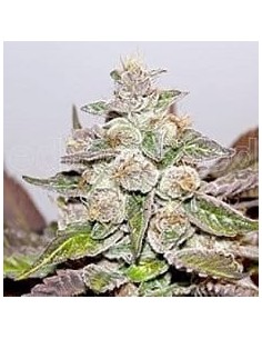 MEDICAL SEEDS - Mendocino X Purple Kush - 1