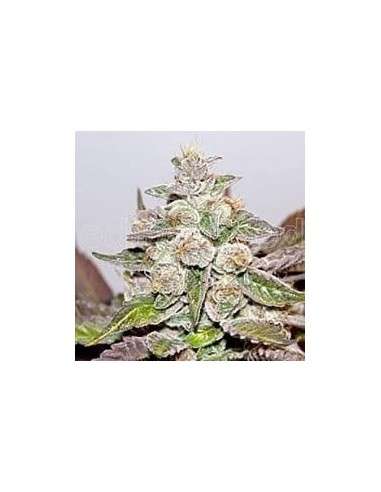 MEDICAL SEEDS - Mendocino X Purple Kush - 1