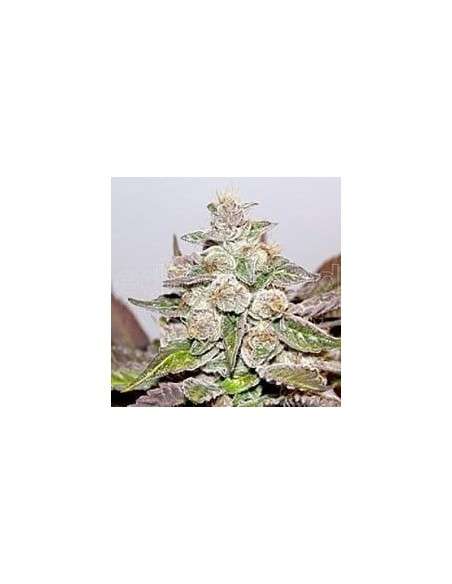 MEDICAL SEEDS - Mendocino X Purple Kush - 1