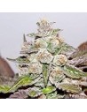 MEDICAL SEEDS - Mendocino X Purple Kush - 1