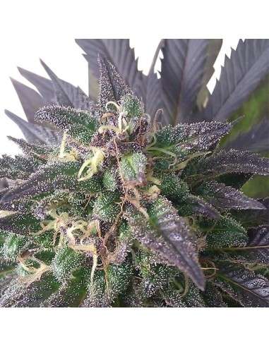 ROYAL QUEEN SEEDS - Blue Mystic - 6