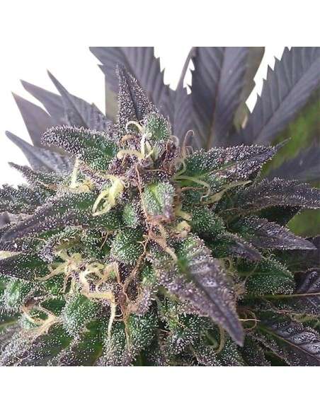 ROYAL QUEEN SEEDS - Blue Mystic - 6