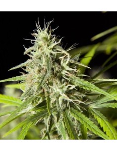 PHILOSOPHER SEEDS - Easy Haze - 1