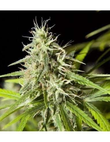 PHILOSOPHER SEEDS - Easy Haze - 1