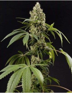 PHILOSOPHER SEEDS - Guava Berry Kush - 1