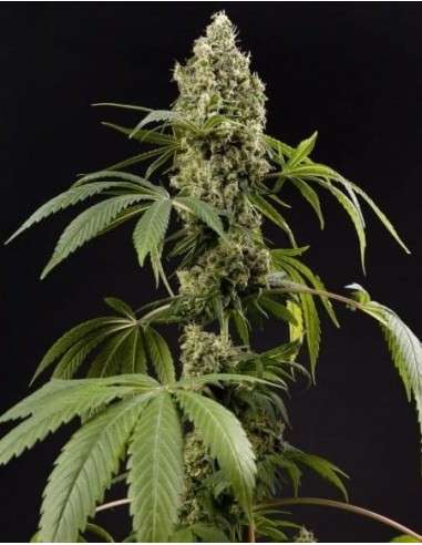 PHILOSOPHER SEEDS - Guava Berry Kush - 1