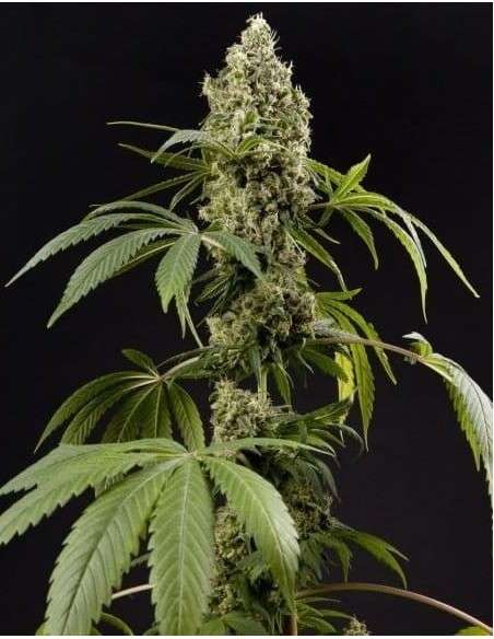 PHILOSOPHER SEEDS - Guava Berry Kush - 1