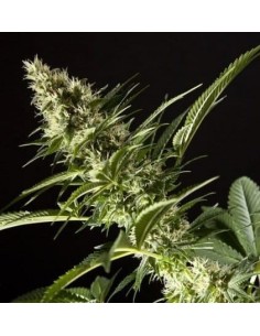 PHILOSOPHER SEEDS - Orange Candy - 1