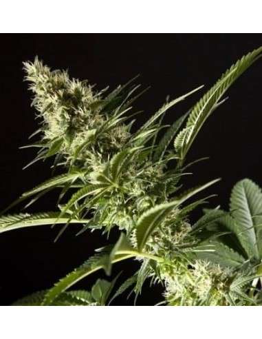 PHILOSOPHER SEEDS - Orange Candy - 1