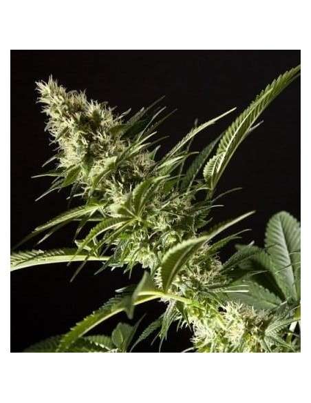 PHILOSOPHER SEEDS - Orange Candy - 1