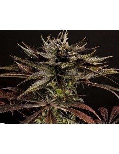PHILOSOPHER SEEDS - Spicy CBD - 1